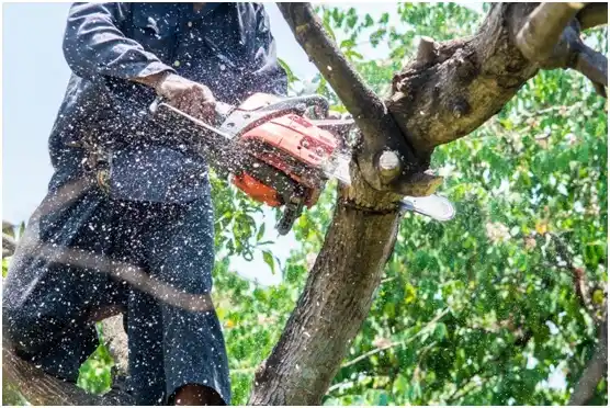 tree services Woods Cross